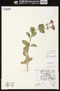 Image of Petunia integrifolia