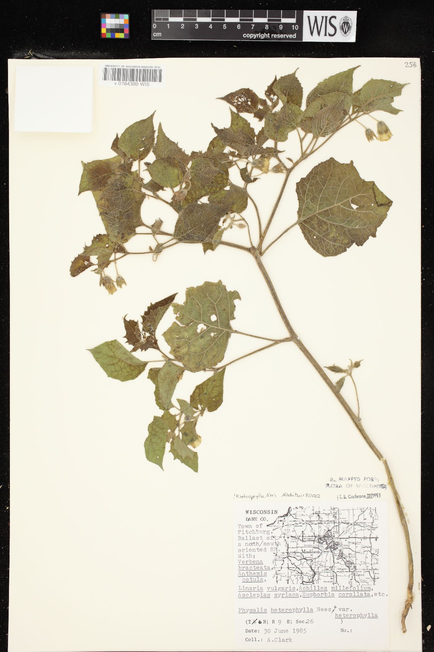 Physalis heterophylla var. heterophylla image