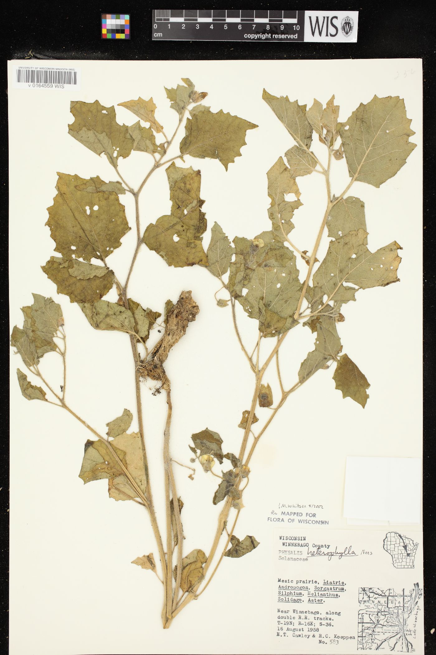 Physalis heterophylla var. heterophylla image