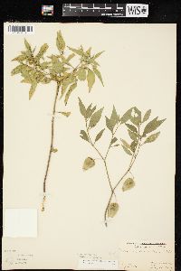 Physalis virginiana image