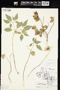 Physalis virginiana image