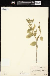 Physalis virginiana image