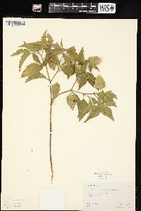 Physalis virginiana var. virginiana image