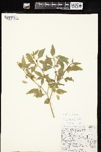 Physalis virginiana image