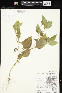 Solanum ptychanthum image