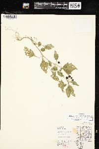 Solanum ptychanthum image