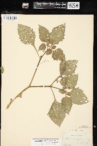 Solanum ptychanthum image