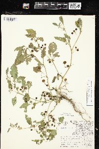 Solanum ptychanthum image