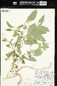 Solanum ptychanthum image