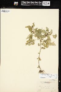 Solanum ptychanthum image