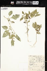 Solanum ptychanthum image