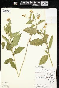 Solanum carolinense var. carolinense image