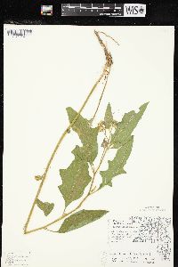 Solanum carolinense var. carolinense image