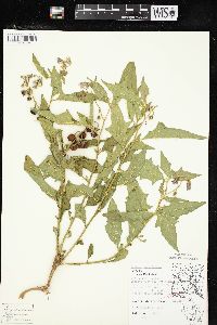 Solanum carolinense var. carolinense image