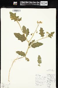 Solanum carolinense var. carolinense image