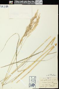 Calamagrostis canadensis var. canadensis image