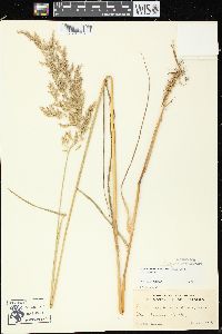 Calamagrostis canadensis var. canadensis image