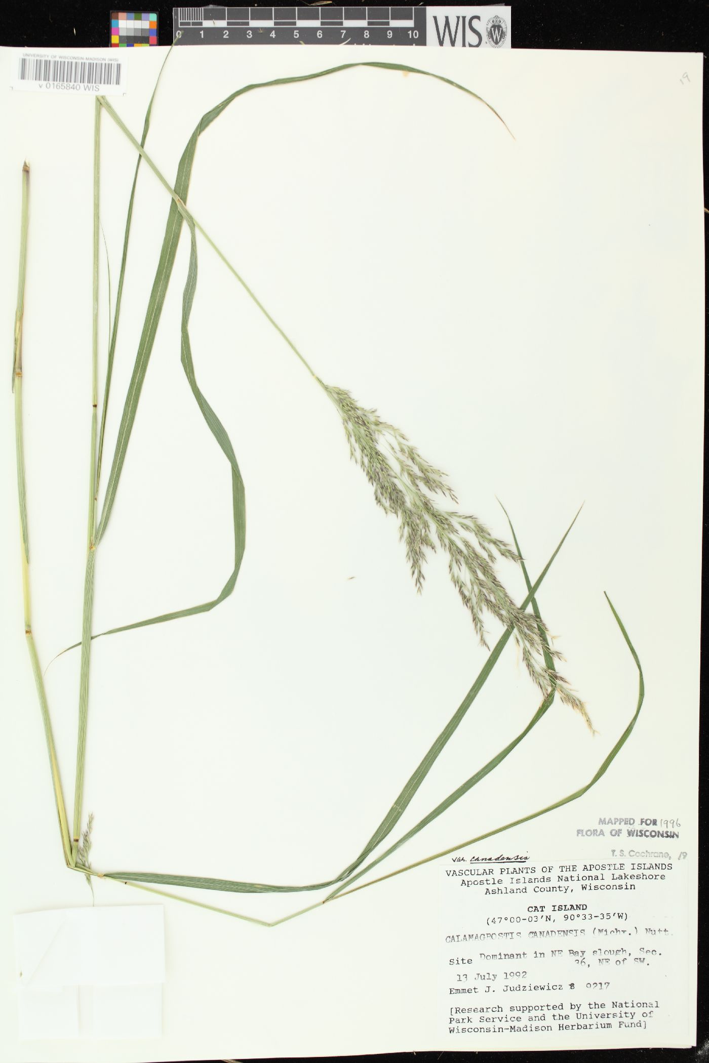 Calamagrostis canadensis var. canadensis image