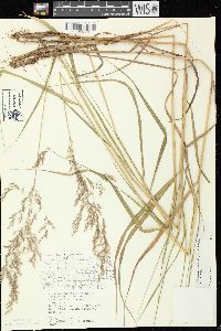 Calamagrostis canadensis var. canadensis image