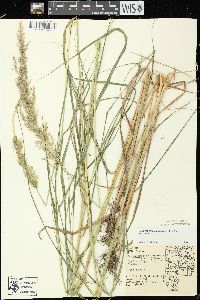 Calamagrostis canadensis var. canadensis image