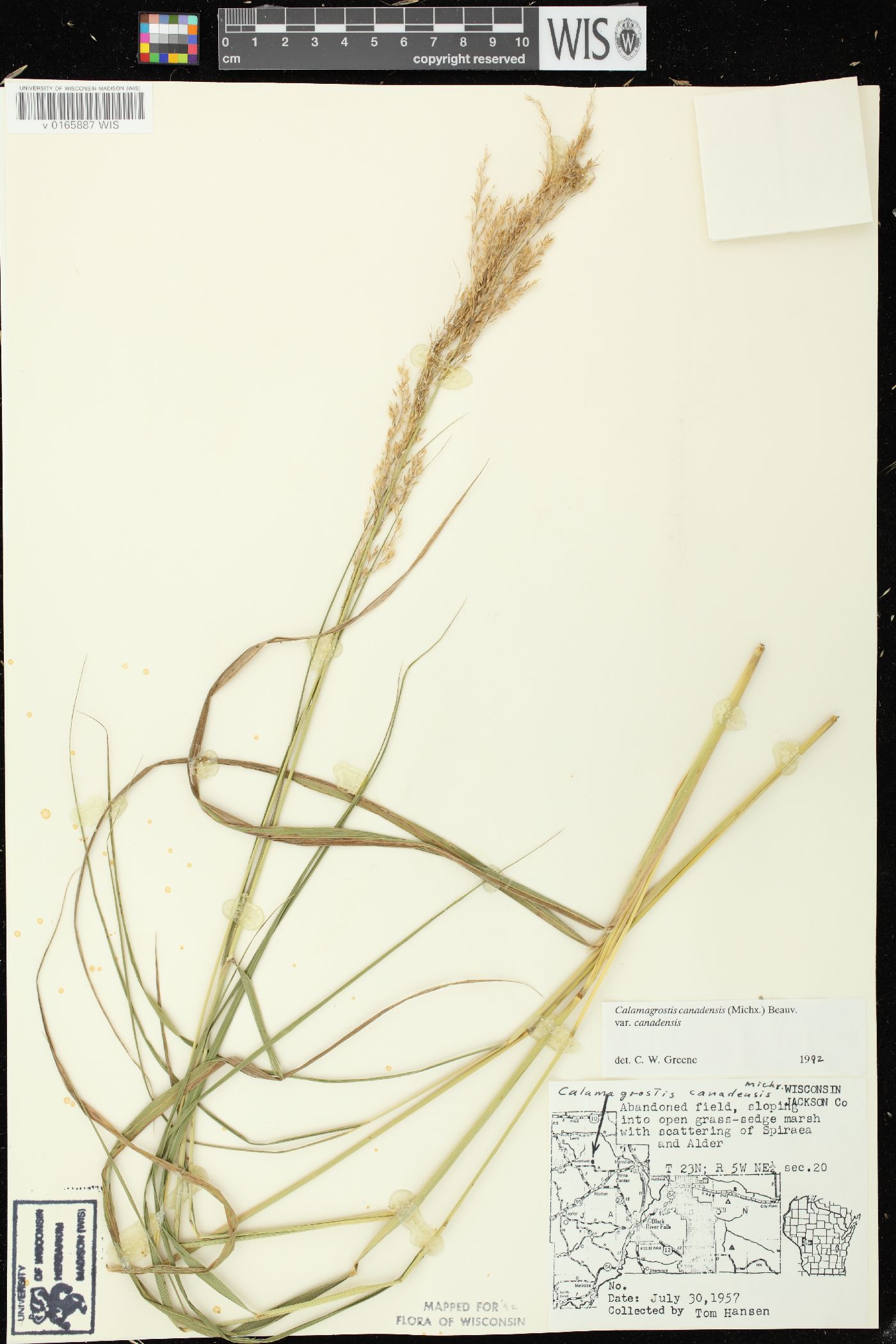 Calamagrostis canadensis var. canadensis image