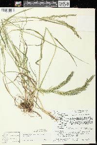 Calamagrostis canadensis var. canadensis image