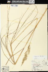 Calamagrostis canadensis var. canadensis image