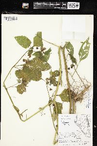 Solanum ptychanthum image