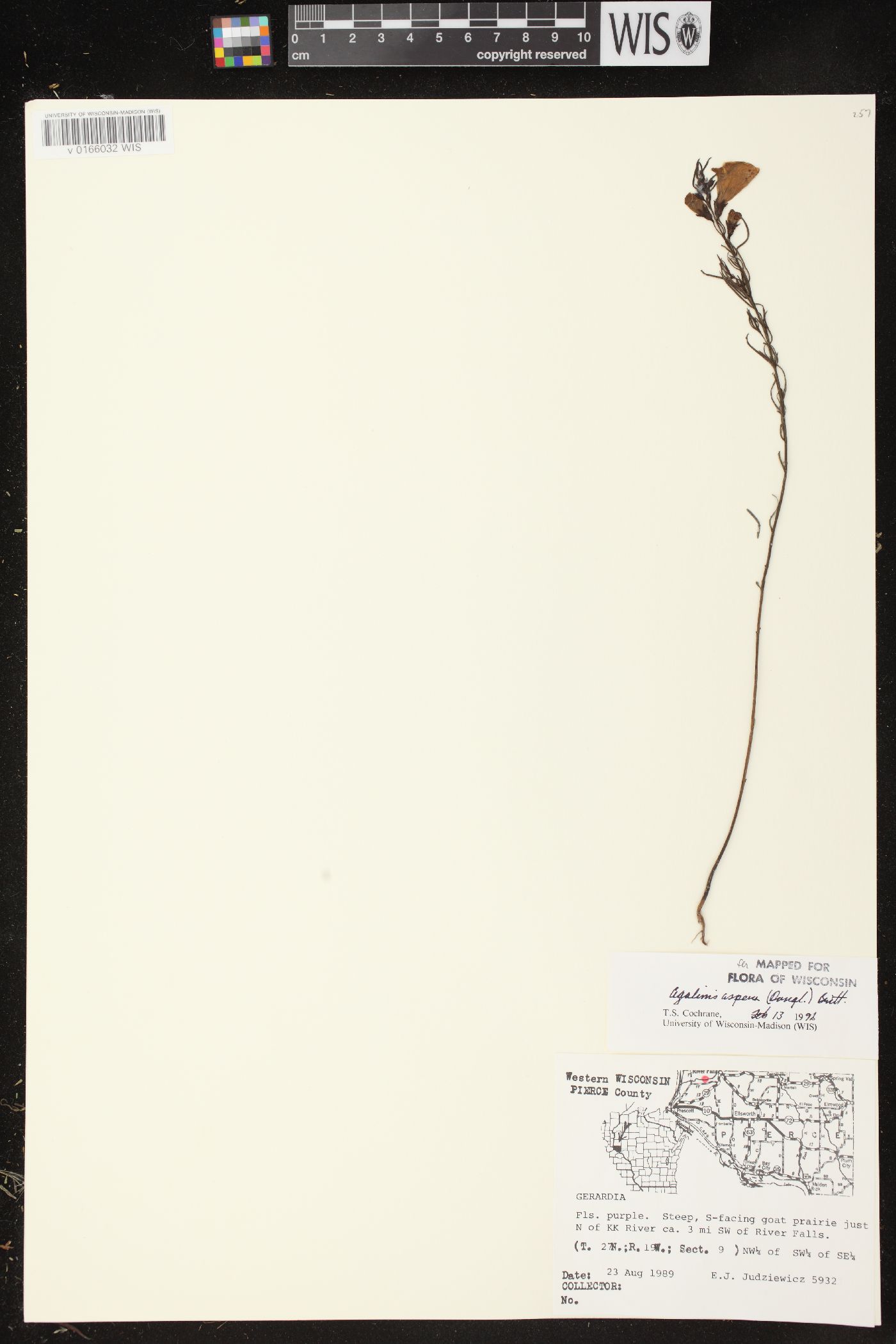 Agalinis aspera image