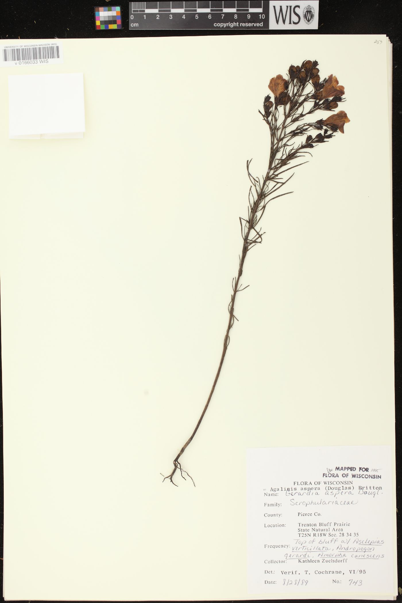 Agalinis aspera image