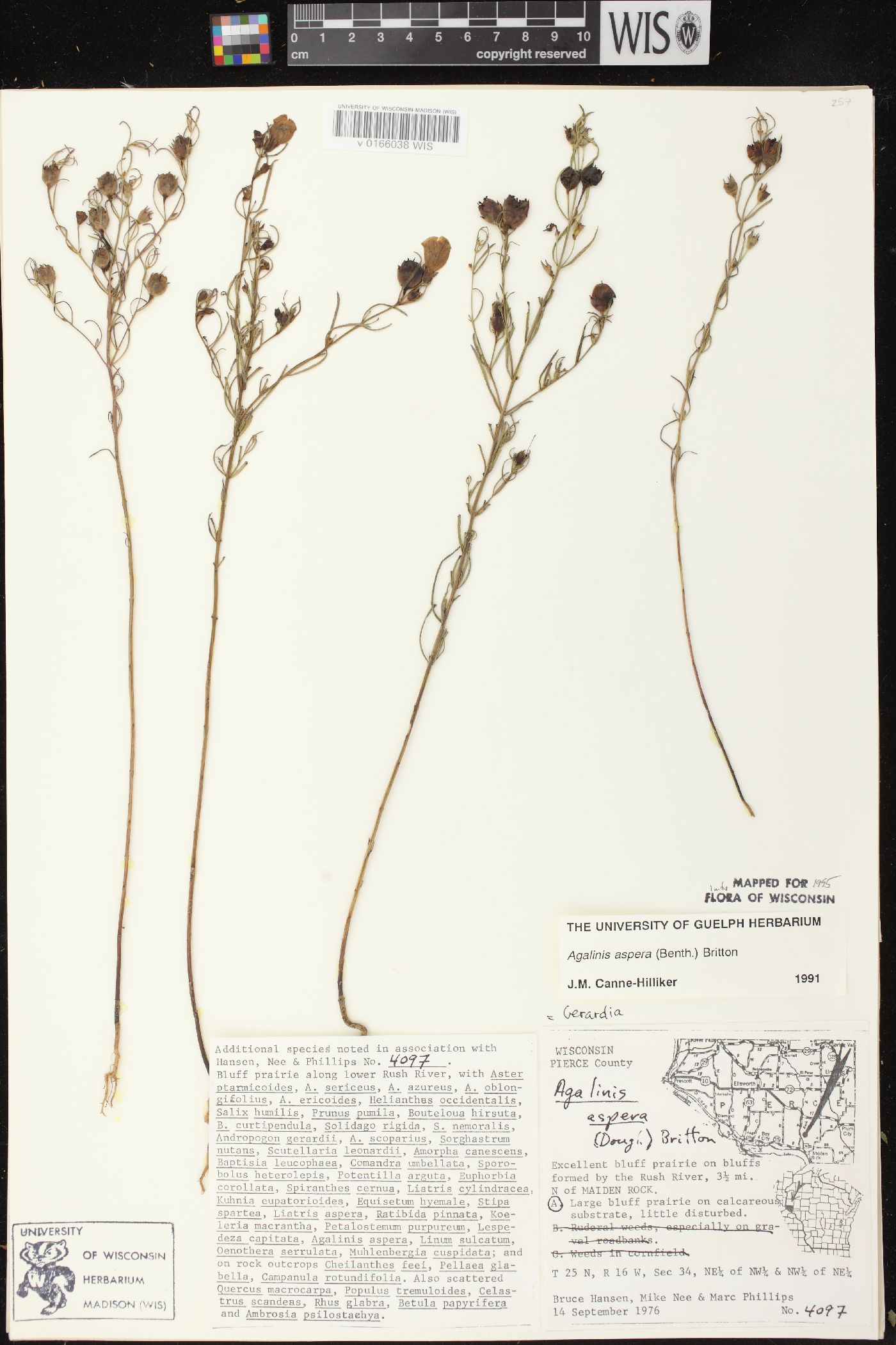 Agalinis aspera image