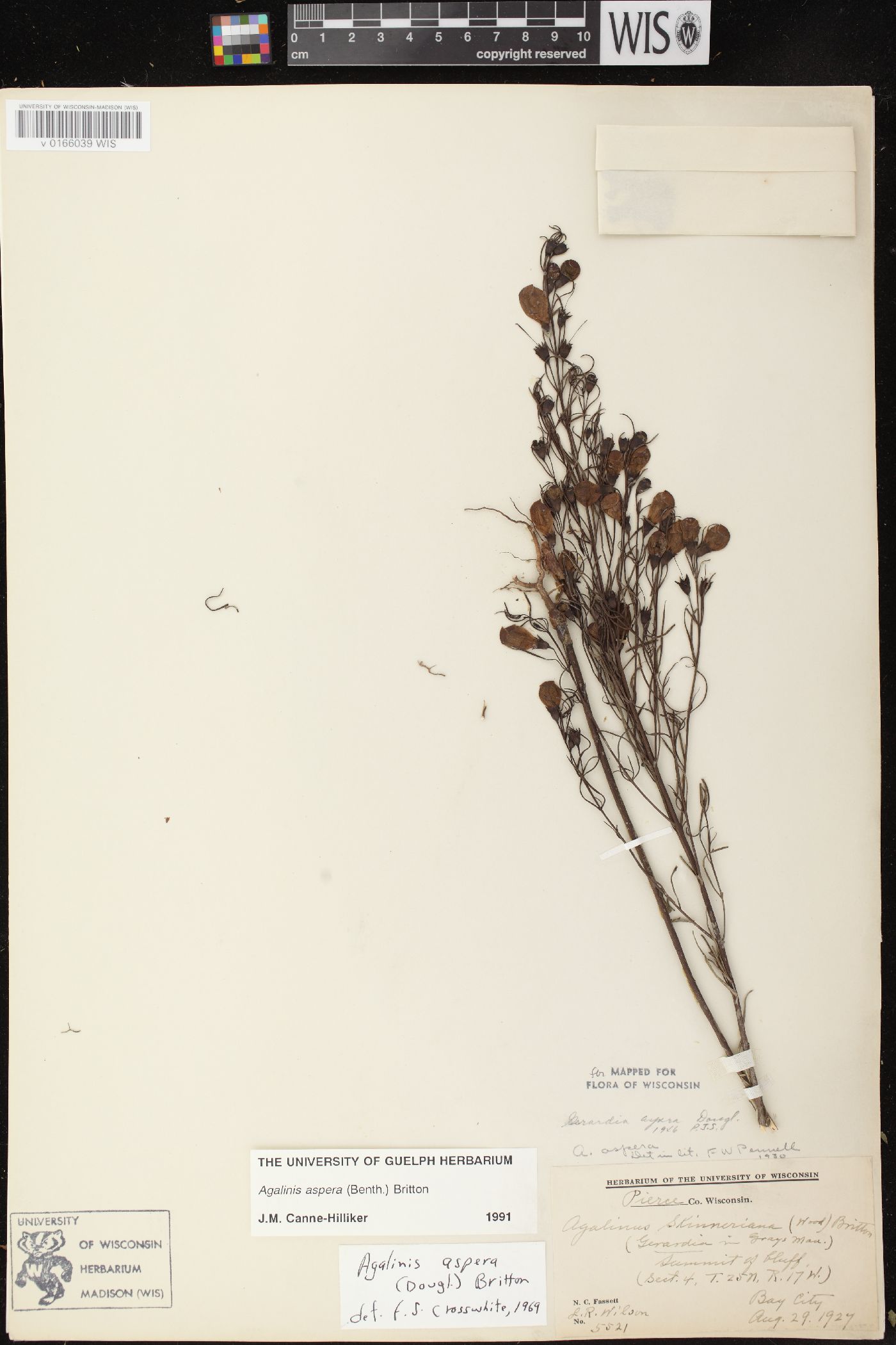 Agalinis aspera image