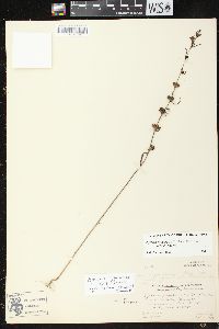 Agalinis paupercula image