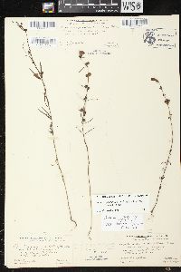 Agalinis paupercula var. borealis image
