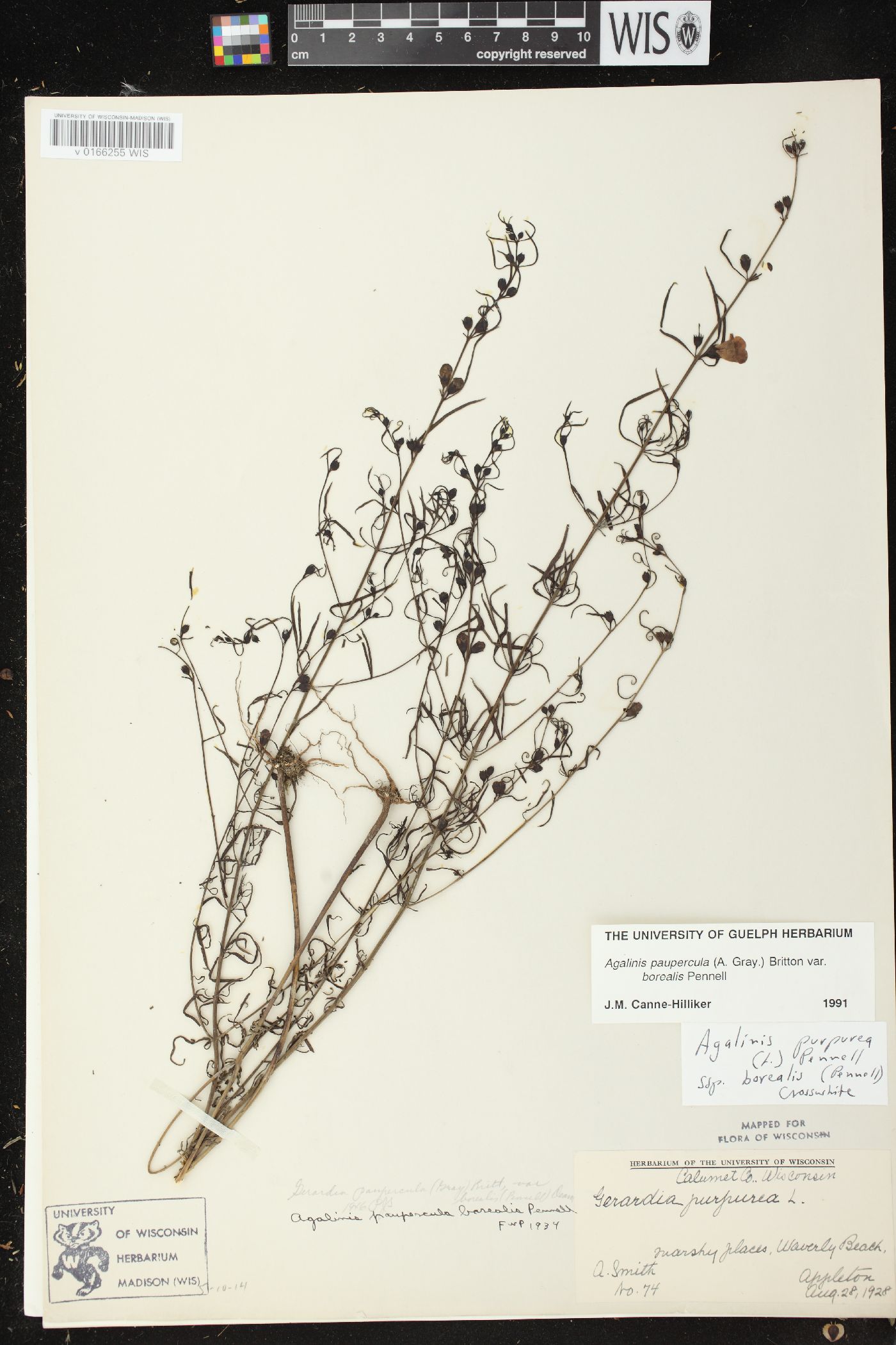 Agalinis paupercula var. borealis image
