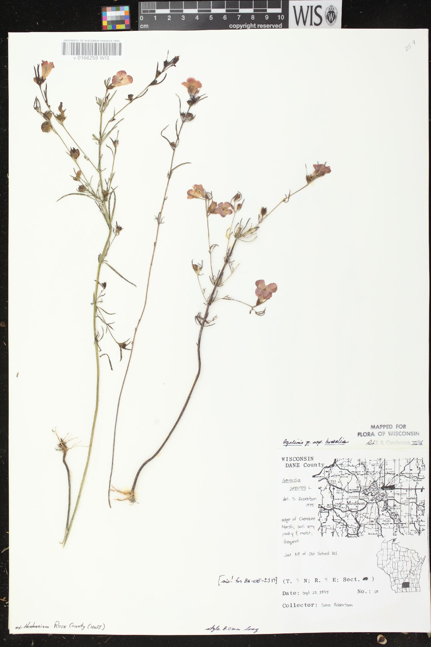 Agalinis paupercula var. borealis image