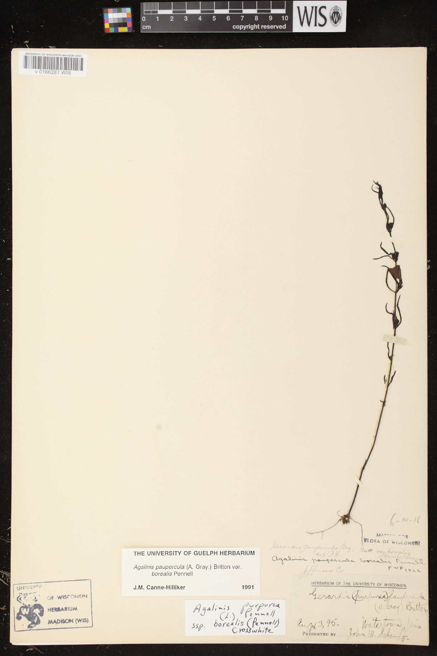 Agalinis paupercula var. borealis image