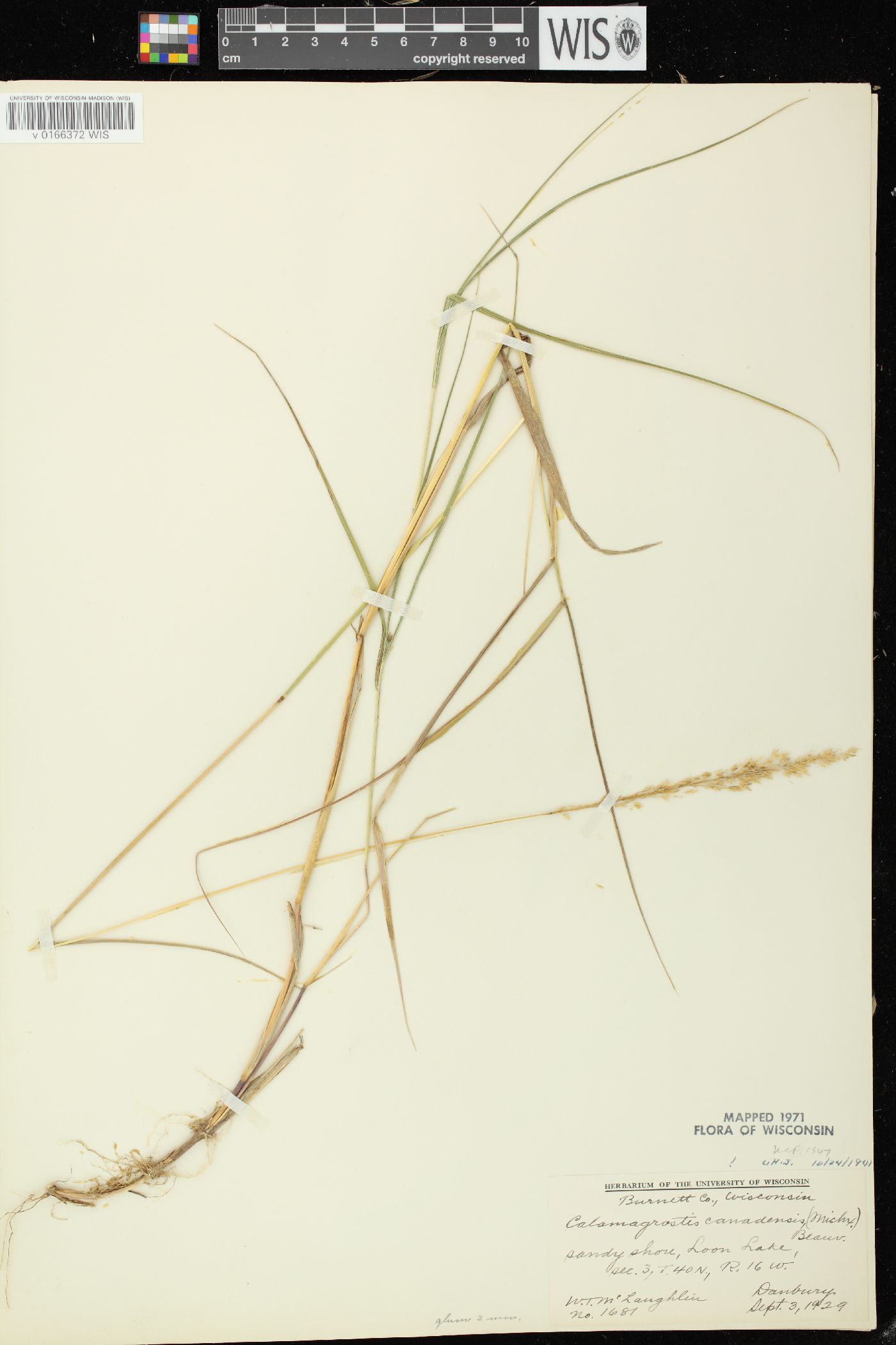 Calamagrostis canadensis var. canadensis image