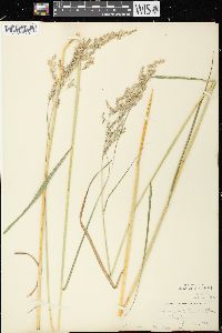 Calamagrostis canadensis var. canadensis image