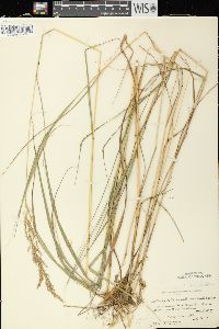 Calamagrostis canadensis var. canadensis image