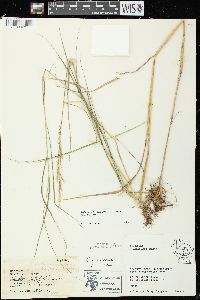 Calamagrostis canadensis var. canadensis image