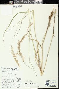 Calamagrostis canadensis var. canadensis image