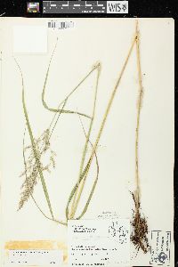 Calamagrostis canadensis var. canadensis image