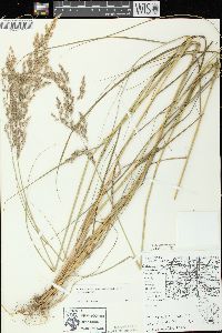 Calamagrostis canadensis var. canadensis image