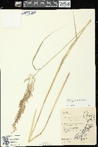 Calamagrostis canadensis var. canadensis image