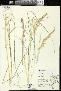 Calamagrostis canadensis var. canadensis image