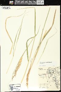 Calamagrostis canadensis var. canadensis image