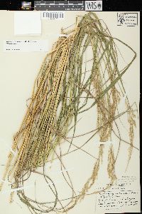 Calamagrostis canadensis var. canadensis image