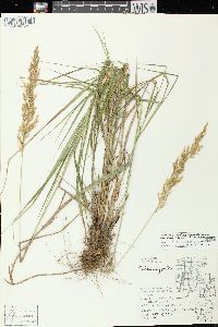 Calamagrostis canadensis var. canadensis image