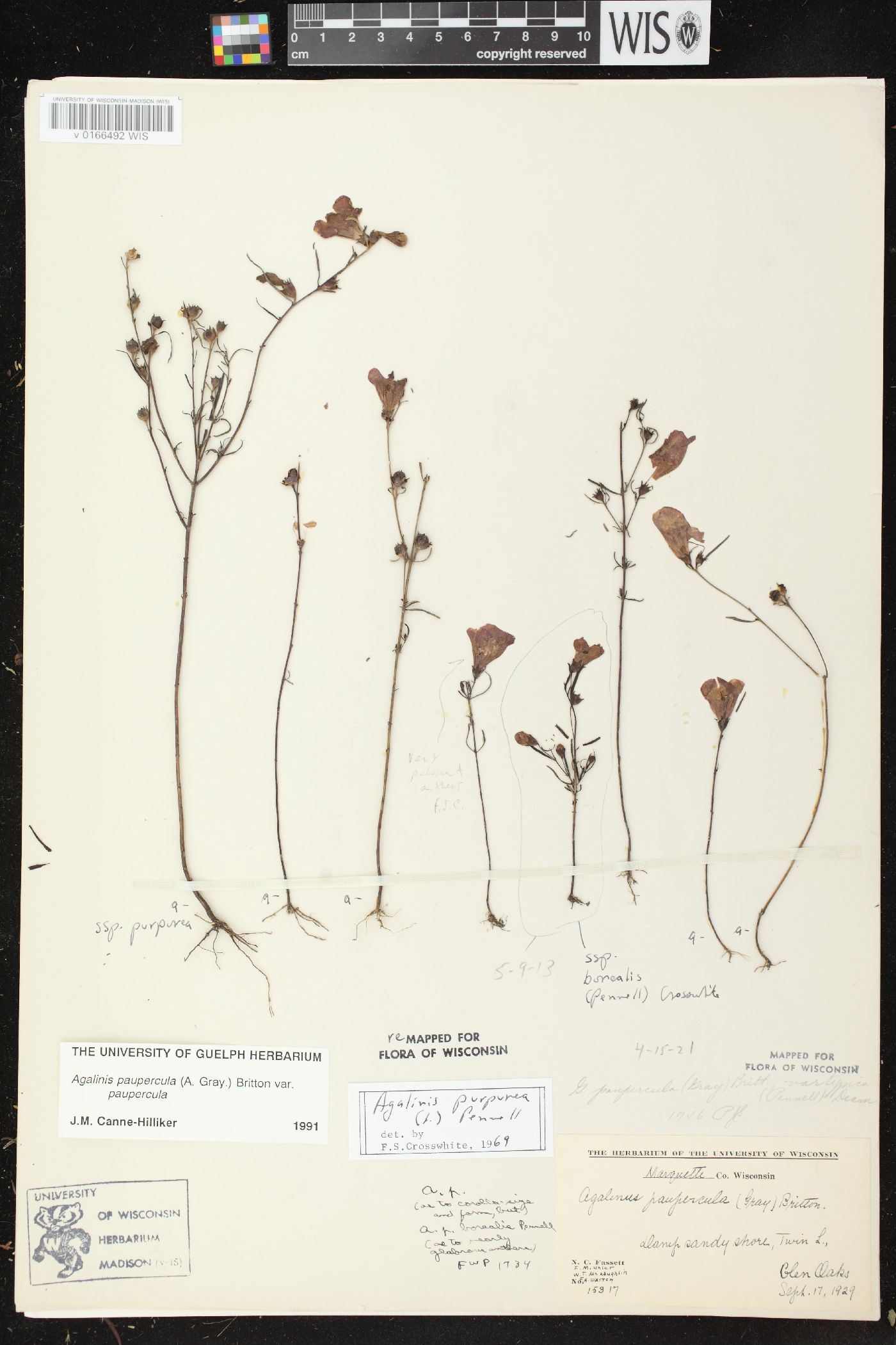 Agalinis paupercula var. paupercula image